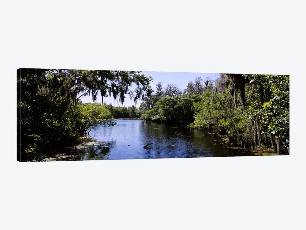 River passing through a forestHillsborough River, Lettuce Lake Park, Tampa, Hillsborough County, Florida, USA by Panoramic Images 1-piece Canvas Wall Art