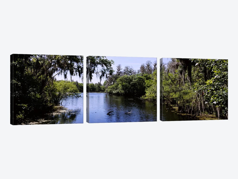 River passing through a forestHillsborough River, Lettuce Lake Park, Tampa, Hillsborough County, Florida, USA by Panoramic Images 3-piece Canvas Artwork