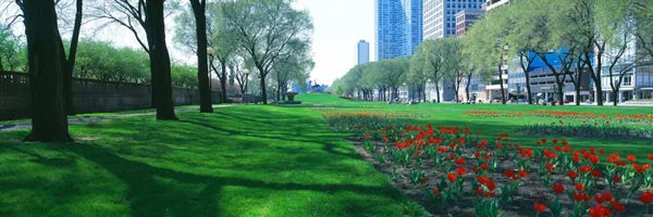 Tulips: Public Gardens, Loop, Cityscape, Grant Park, Chicago, Illinois, USA by Panoramic Images