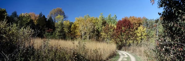 Wisconsin: Dirt road passing through a forest, University of Wisconsin Arboretum, Madison, Dane County, Wisconsin, USA by Panoramic Images