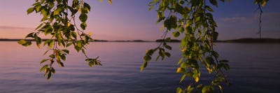 Close-Up Of Leaves On A Lakeside Birch, South Karelia, Finland by Panoramic Images multi panel art