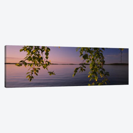 Close-Up Of Leaves On A Lakeside Birch, South Karelia, Finland Canvas Print #PIM6314} by Panoramic Images Canvas Art Print