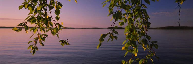 Close-Up Of Leaves On A Lakeside Birch, South Karelia, Finland by Panoramic Images wall art