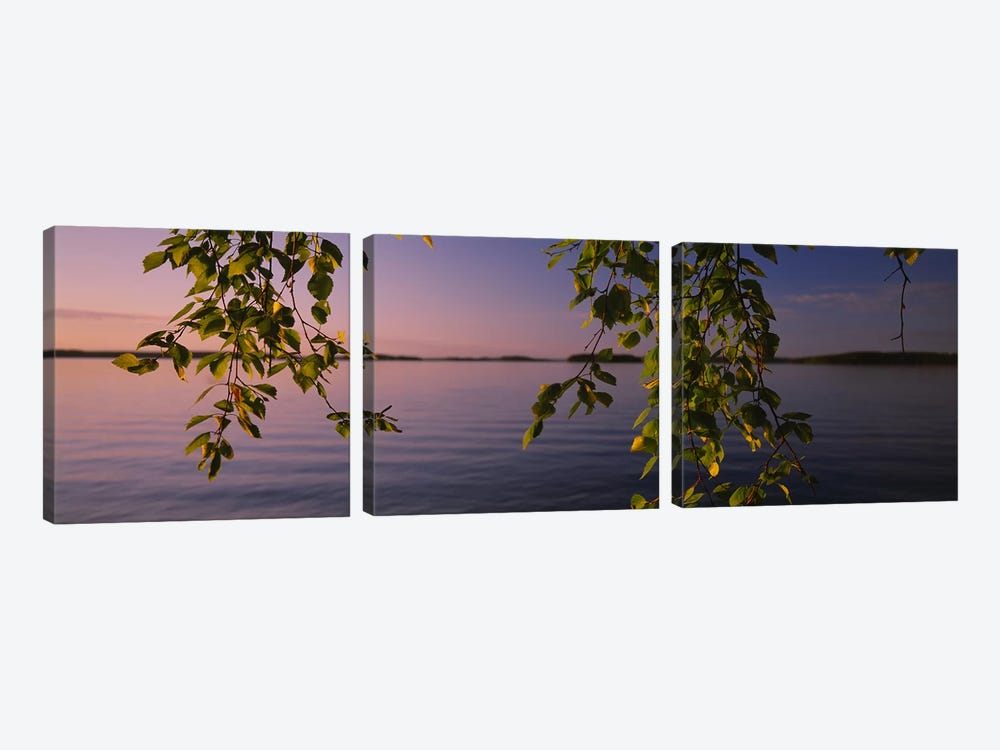 Close-Up Of Leaves On A Lakeside Birch, South Karelia, Finland by Panoramic Images 3-piece Art Print