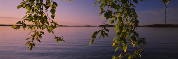 Birch Trees: Close-Up Of Leaves On A Lakeside Birch, South Karelia, Finland by Panoramic Images