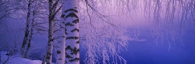 Birch tree at a riverside, Vuoksi River, Imatra, Finland by Panoramic Images multi panel art