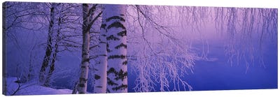 Birch tree at a riverside, Vuoksi River, Imatra, Finland Canvas Art Print - Finland