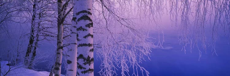 Birch tree at a riverside, Vuoksi River, Imatra, Finland