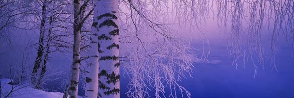 Blue: Birch tree at a riverside, Vuoksi River, Imatra, Finland by Panoramic Images