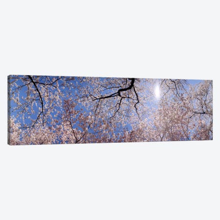 Low angle view of Cherry Blossom treesWashington DC, USA Canvas Print #PIM6329} by Panoramic Images Art Print