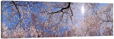Low angle view of Cherry Blossom treesWashington DC, USA Canvas Art Print - Cherry Blossom Art
