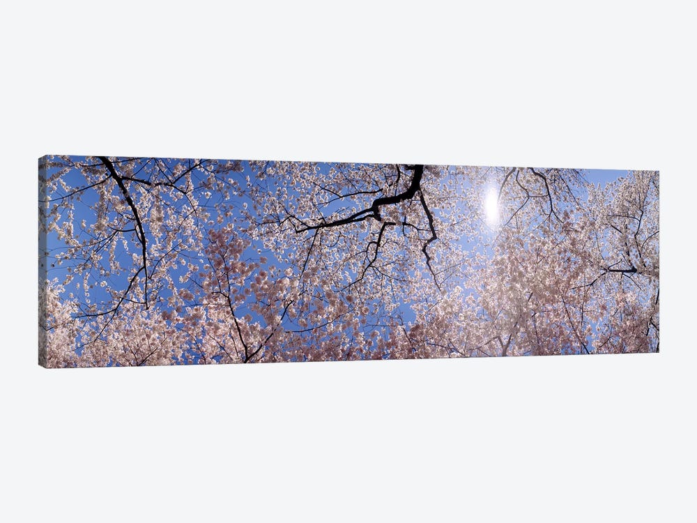 Low angle view of Cherry Blossom treesWashington DC, USA 1-piece Art Print
