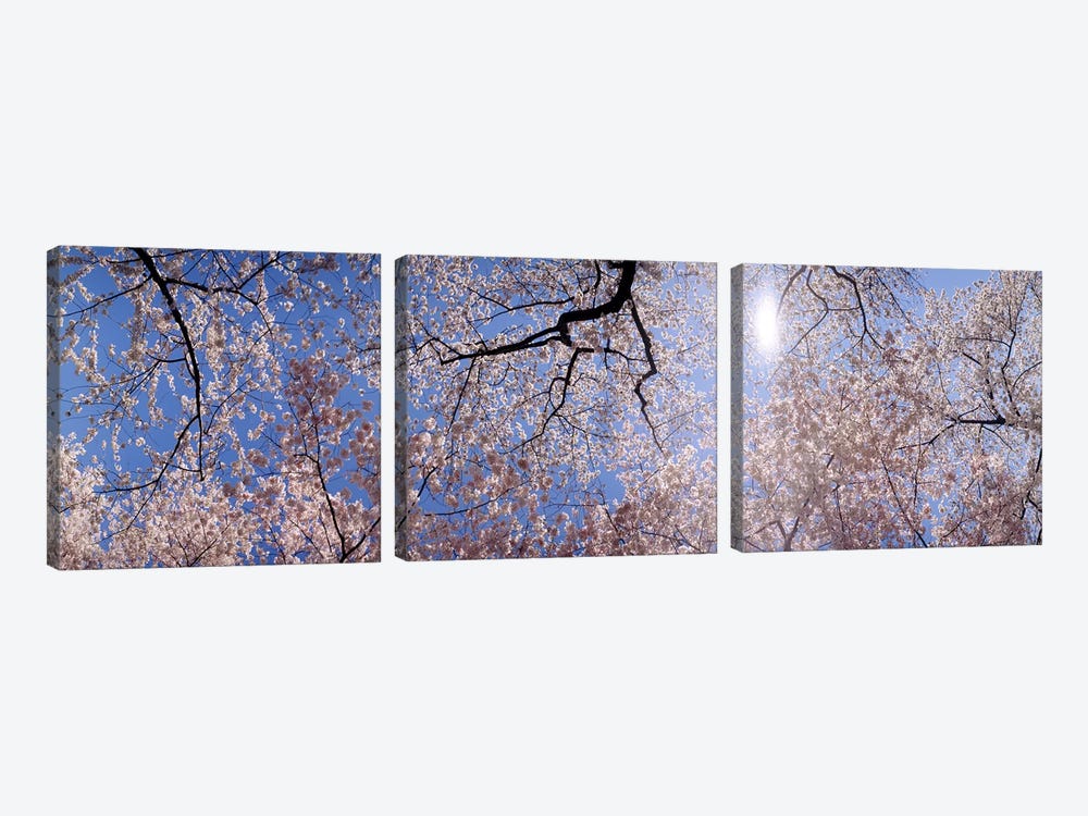 Low angle view of Cherry Blossom treesWashington DC, USA by Panoramic Images 3-piece Canvas Print