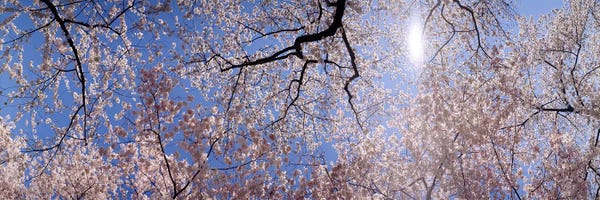 Low angle view of Cherry Blossom treesWashington DC, USA
