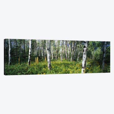 Field of Rocky Mountain Aspens Canvas Print #PIM6336} by Panoramic Images Canvas Art Print
