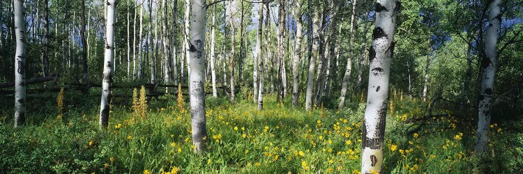 Field of Rocky Mountain Aspens