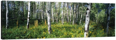 Field of Rocky Mountain Aspens Canvas Art Print - Panoramic Photography