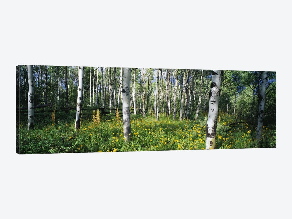 Field of Rocky Mountain Aspens by Panoramic Images 1-piece Canvas Print