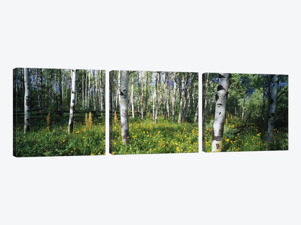 Field of Rocky Mountain Aspens by Panoramic Images 3-piece Art Print