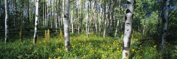 Colorado: Field of Rocky Mountain Aspens by Panoramic Images