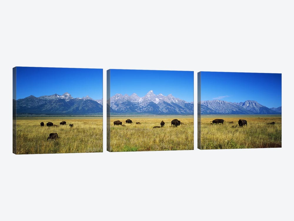 Field of Bison with mountains in backgroundGrand Teton National Park, Wyoming, USA by Panoramic Images 3-piece Canvas Artwork