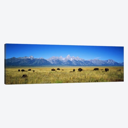 Field of Bison with mountains in backgroundGrand Teton National Park, Wyoming, USA Canvas Print #PIM6337} by Panoramic Images Canvas Print