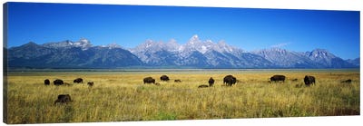 Field of Bison with mountains in backgroundGrand Teton National Park, Wyoming, USA Canvas Art Print - Wyoming