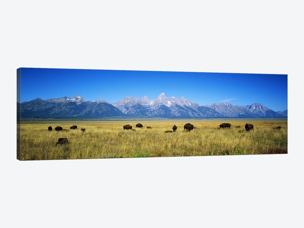 Field of Bison with mountains in backgroundGrand Teton National Park, Wyoming, USA by Panoramic Images 1-piece Canvas Art