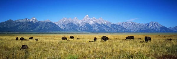 Snowy Mountains: Field of Bison with mountains in backgroundGrand Teton National Park, Wyoming, USA by Panoramic Images