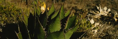Close-up of an aloe vera plant, Baja California, Mexico by Panoramic Images multi panel art