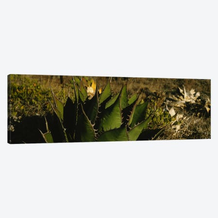 Close-up of an aloe vera plant, Baja California, Mexico Canvas Print #PIM6341} by Panoramic Images Canvas Art Print