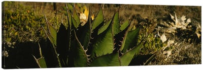 Close-up of an aloe vera plant, Baja California, Mexico Canvas Art Print