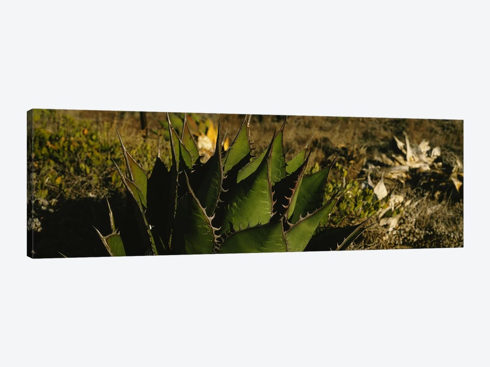 Close-up of an aloe vera plant, Baja California, Mexico by Panoramic Images 1-piece Art Print