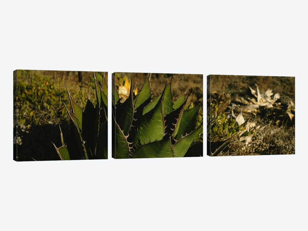 Close-up of an aloe vera plant, Baja California, Mexico by Panoramic Images 3-piece Art Print