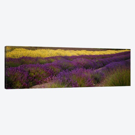 Lavender and Yellow Flower fields, Sequim, Washington, USA Canvas Print #PIM6347} by Panoramic Images Canvas Artwork