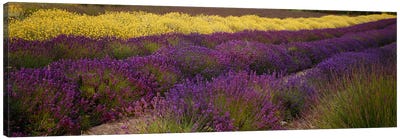 Lavender and Yellow Flower fields, Sequim, Washington, USA Canvas Art Print - Lavender Art