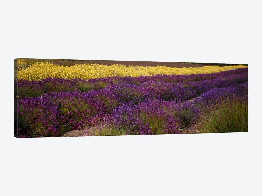 Lavender and Yellow Flower fields, Sequim, Washington, USA by Panoramic Images 1-piece Canvas Print