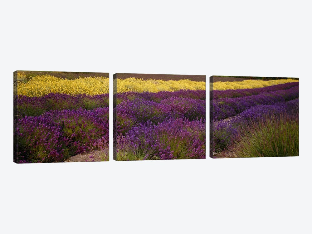 Lavender and Yellow Flower fields, Sequim, Washington, USA by Panoramic Images 3-piece Art Print