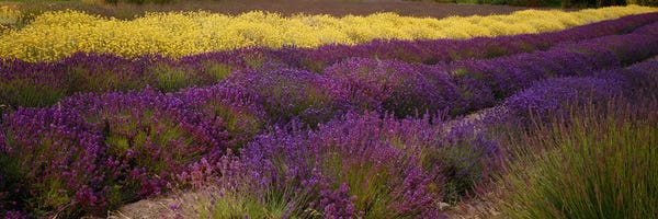 Washington: Lavender and Yellow Flower fields, Sequim, Washington, USA by Panoramic Images