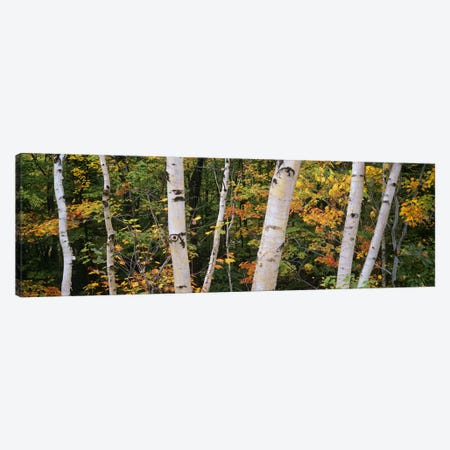 Birch trees in a forest, New Hampshire, USA Canvas Print #PIM6358} by Panoramic Images Canvas Artwork