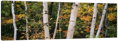 Birch trees in a forest, New Hampshire, USA Canvas Art Print - New Hampshire Art