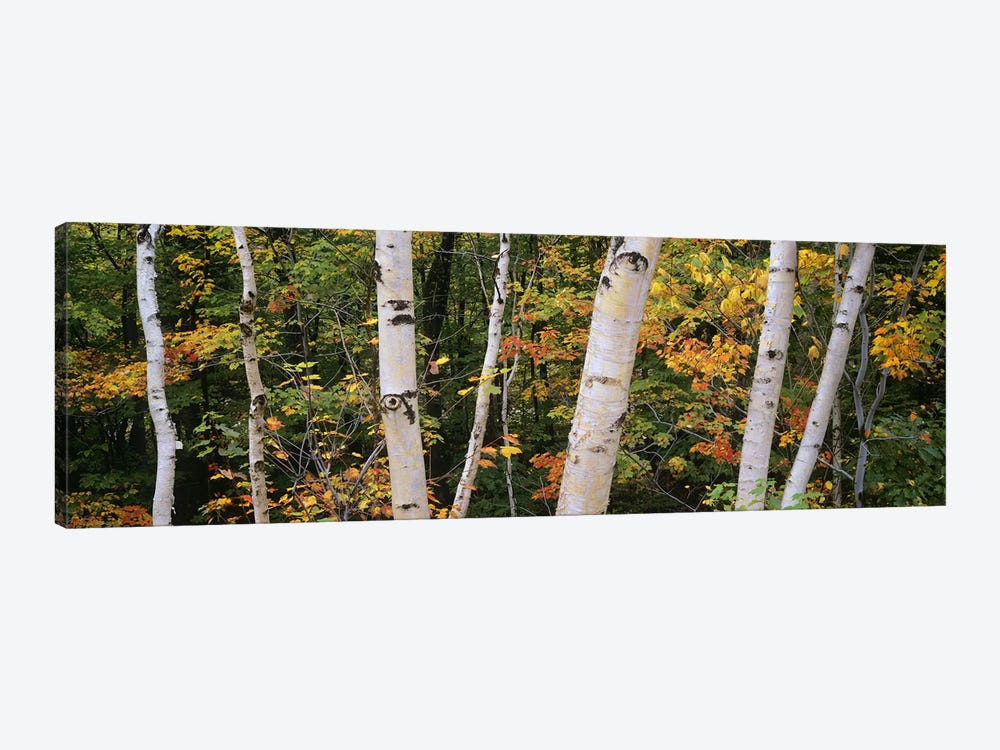 Birch trees in a forest, New Hampshire, USA by Panoramic Images 1-piece Canvas Print