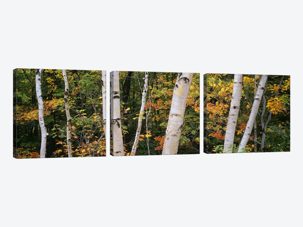 Birch trees in a forest, New Hampshire, USA by Panoramic Images 3-piece Canvas Art Print