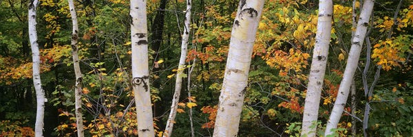 New Hampshire: Birch trees in a forest, New Hampshire, USA by Panoramic Images