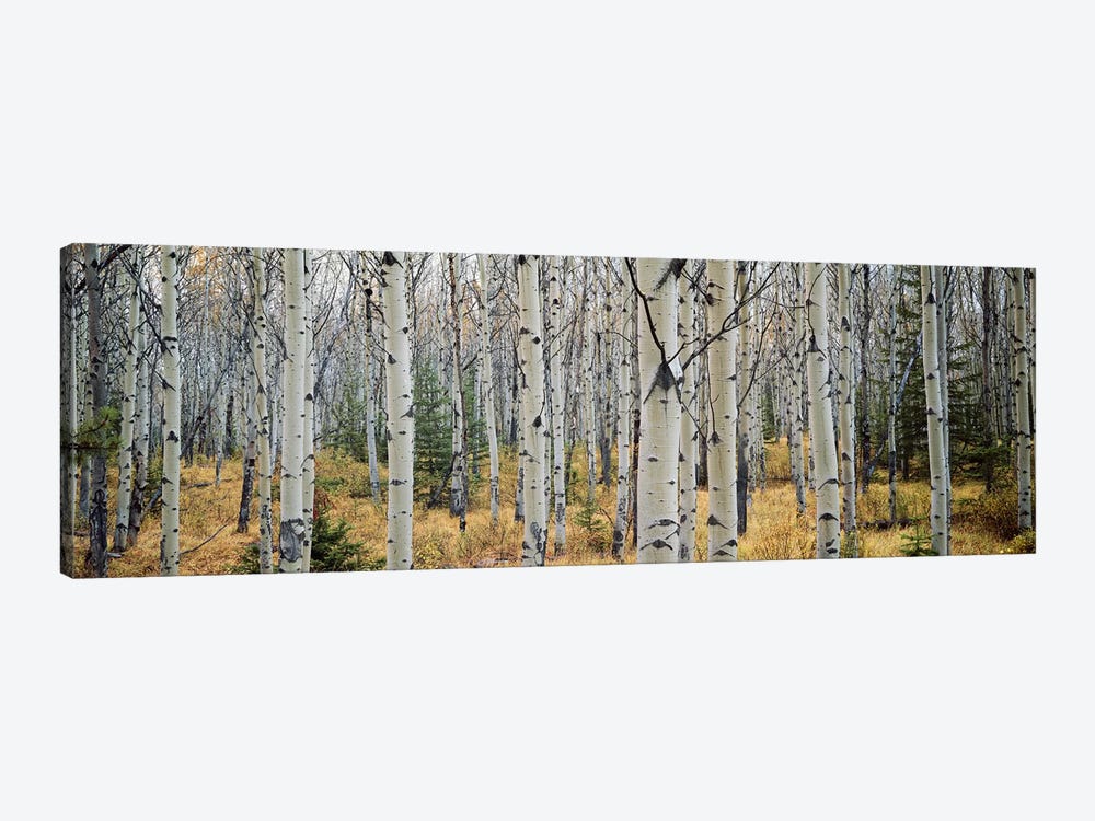Aspen trees in a forest Alberta, Canada by Panoramic Images 1-piece Canvas Art