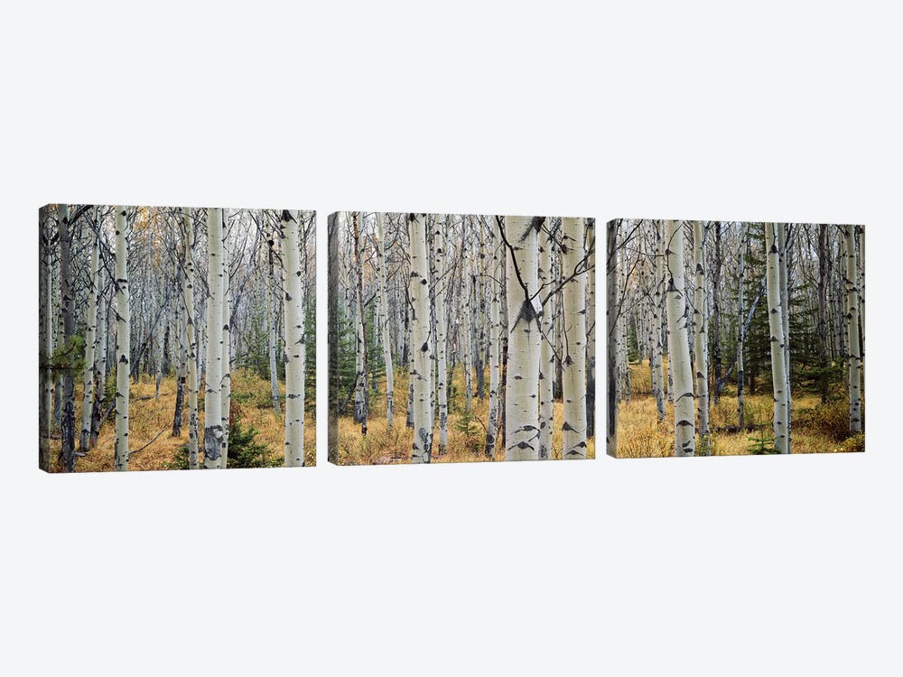 Aspen trees in a forest Alberta, Canada by Panoramic Images 3-piece Canvas Wall Art
