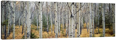 Aspen trees in a forest Alberta, Canada Canvas Art Print - Photography Art