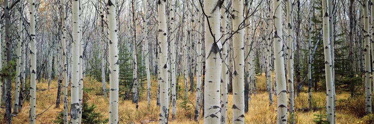 Aspen trees in a forest Alberta, Canada