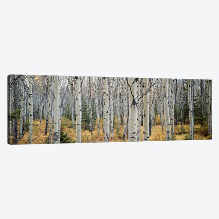 Aspen trees in a forest Alberta, Canada Canvas Print #PIM6360} by Panoramic Images Canvas Art Print