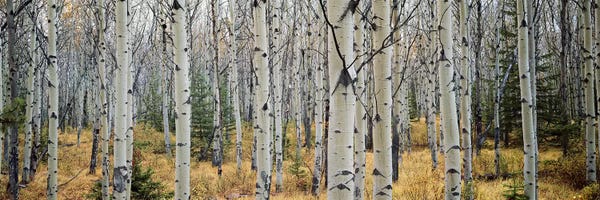 Panoramic Images: Aspen trees in a forest Alberta, Canada by Panoramic Images